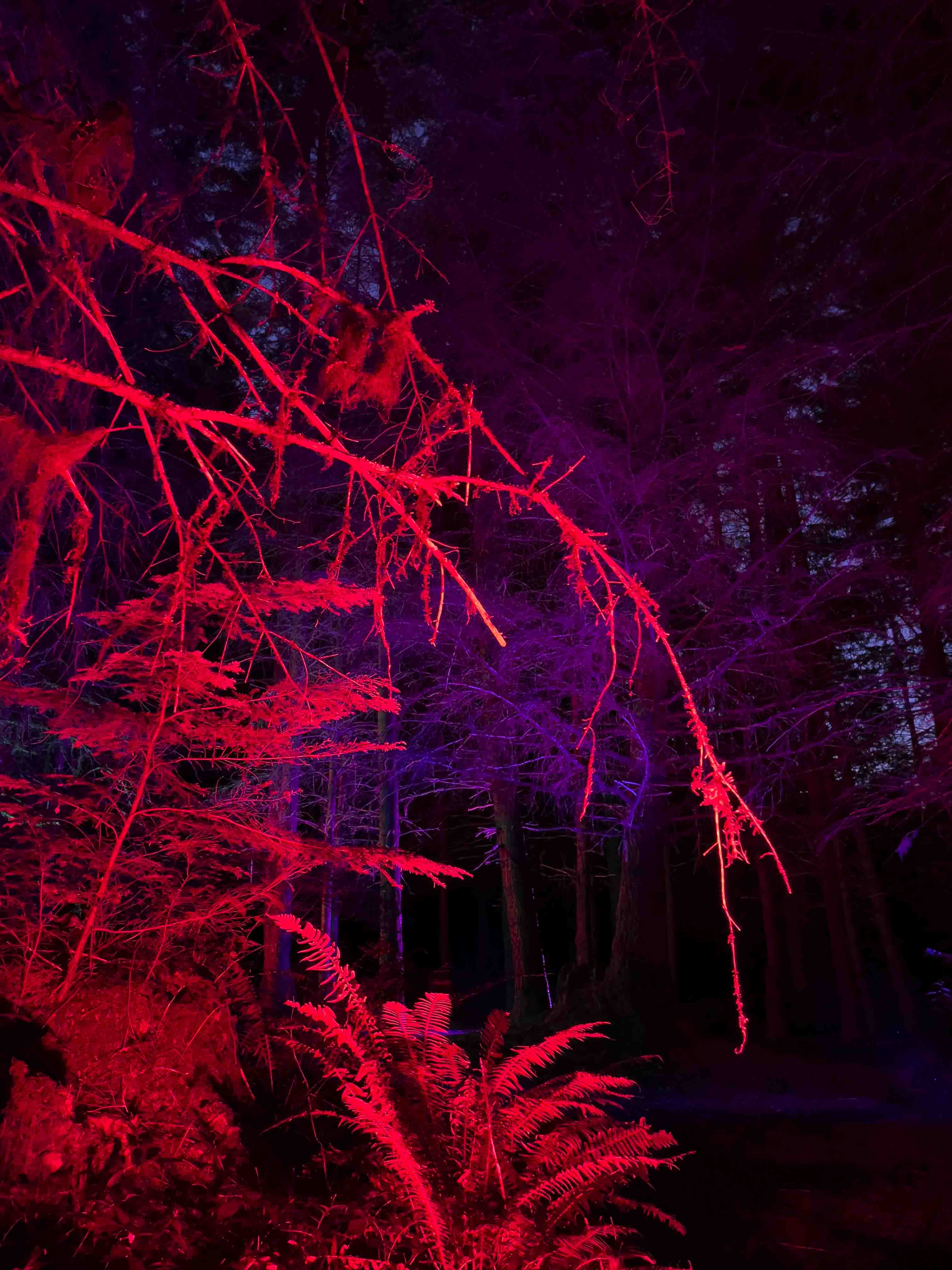 Alsea Falls: Trees - product image