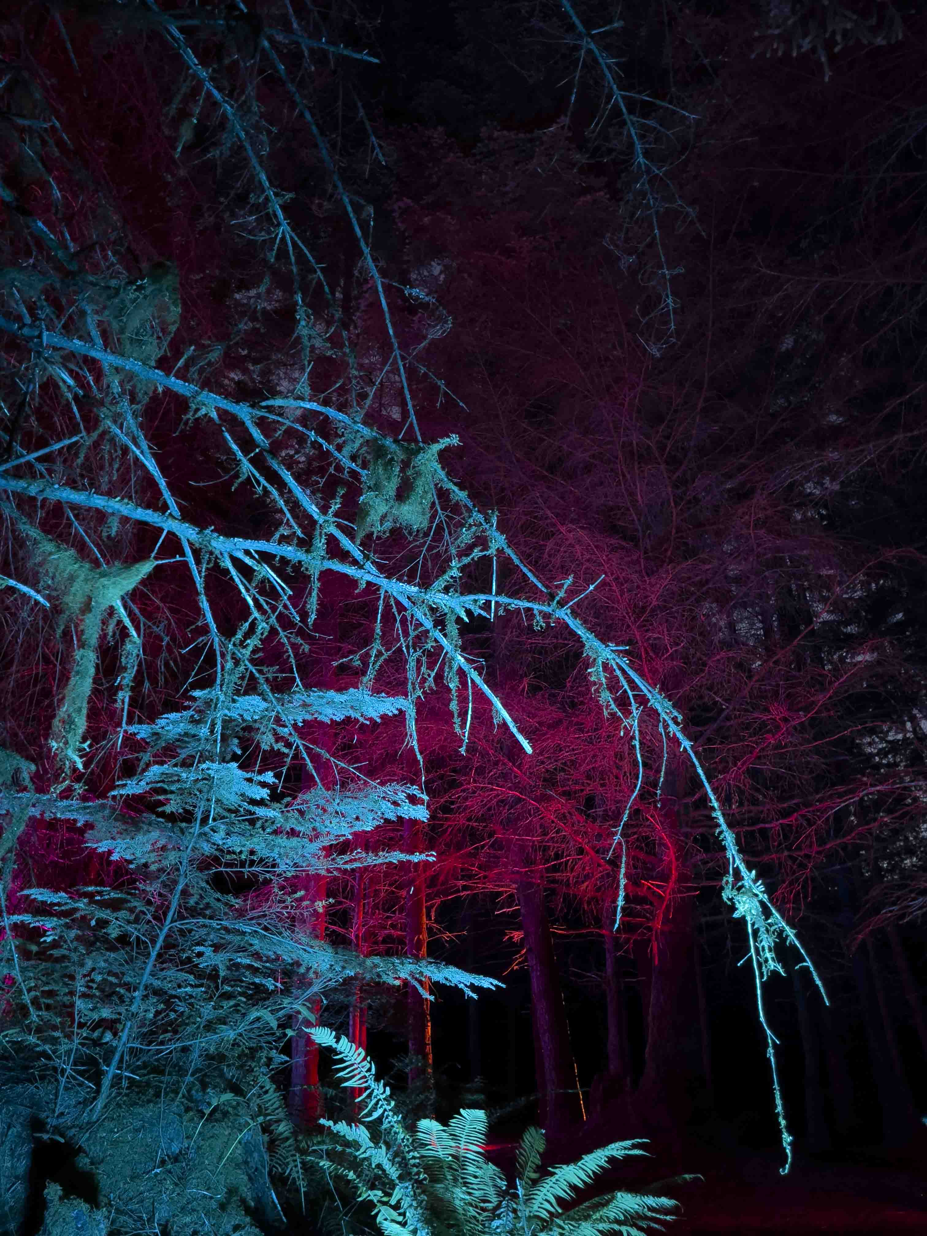 Alsea Falls: Trees - product image