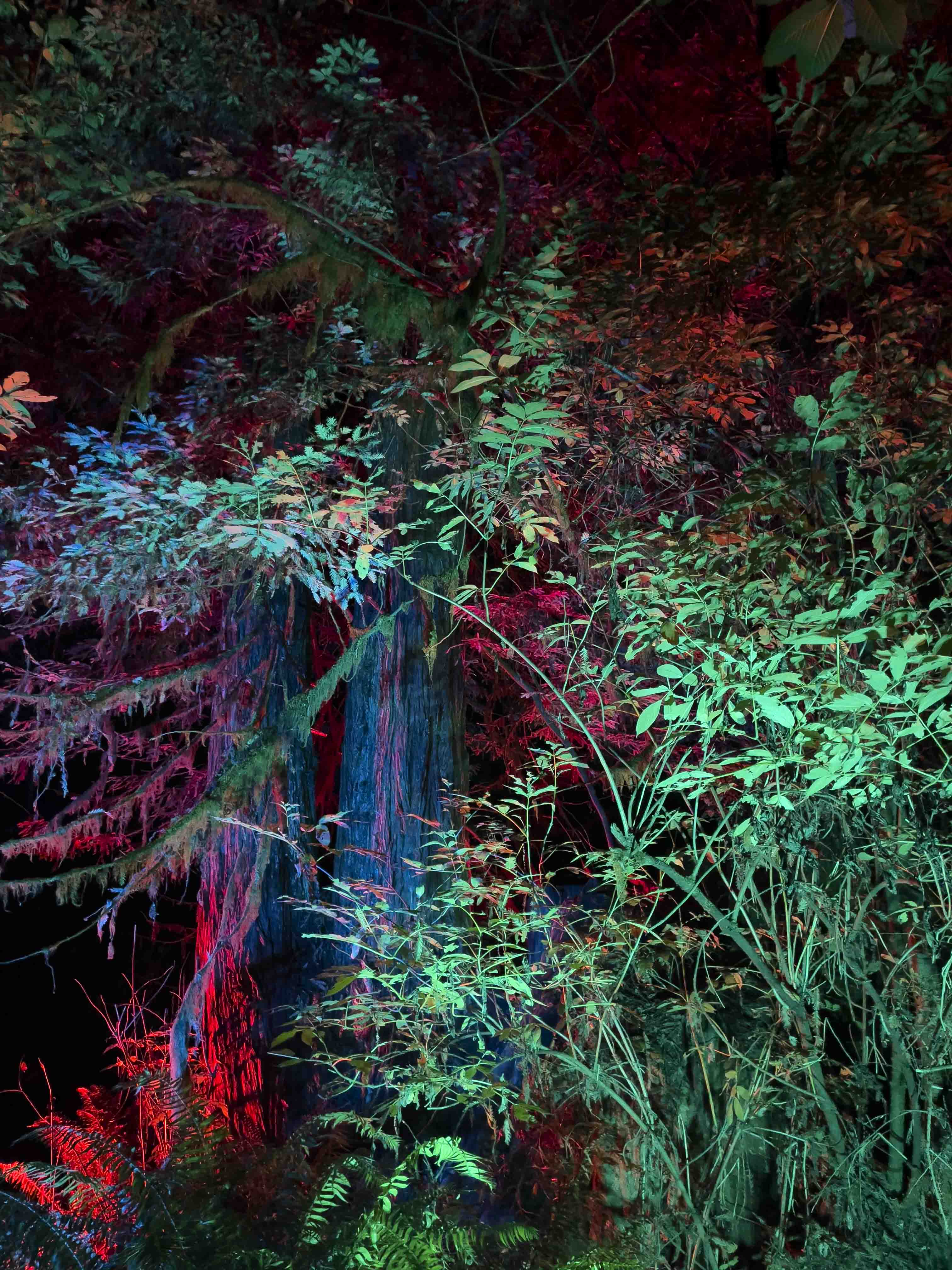 Redwoods No. 5426 - product image